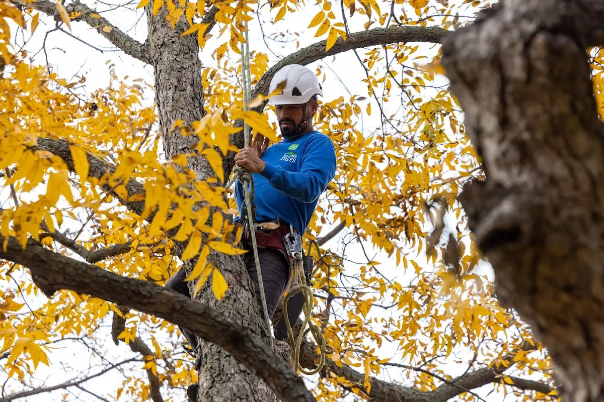 Skilled Tree Trimming crew working in Seward