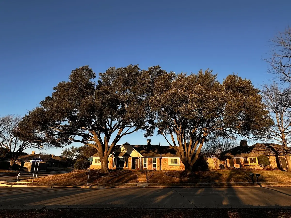 Established residential canopy tree shading a home in Seward